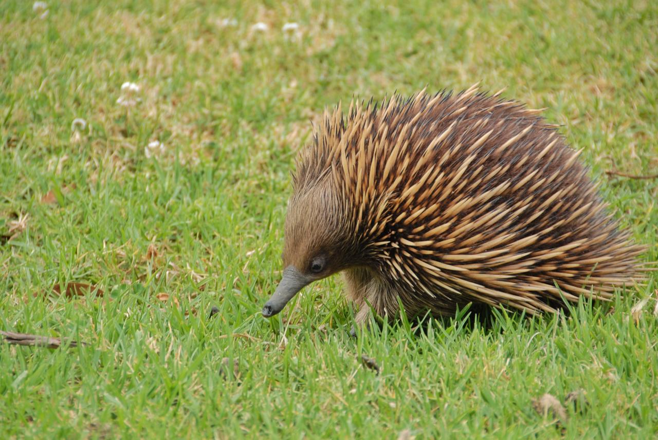 Skyview Villa Kangaroo Valley Dış mekan fotoğraf